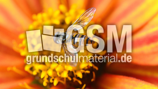 Garten-Schwebfliege (3).jpg